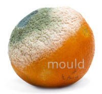 Mould monthly